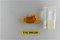 藏品(達觀澤蟹)的圖片